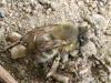 Anthophora sp.